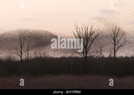 Starling roost sui livelli di Somerset Foto Stock