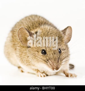 Casa Mouse (Mus musculus) Foto Stock