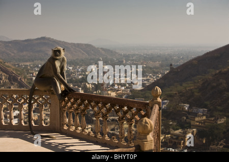 Hanuman-Langur, Hulmane o Langur indiano (Semnopithecus entellus), Nord India, India, Asia Foto Stock