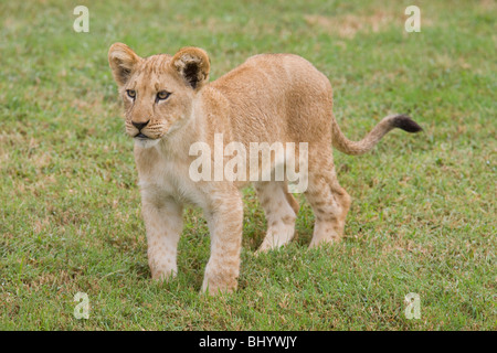 Riprese per il World Wildlife Fund Ottobre 6, 2009 at Virginia Zoo in Norfolk, Virginia. Foto/Andrew Shurtleff Foto Stock