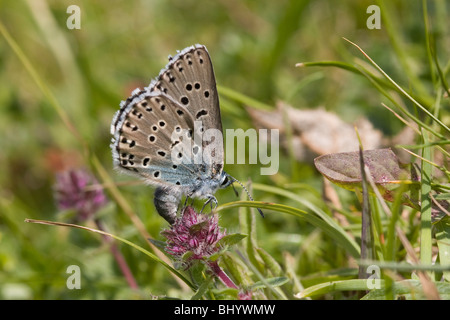 Grande Blu - Maculinea arion. Femmina uovo posa Foto Stock