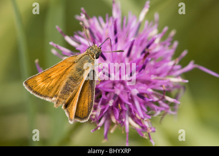 Lulworth Skipper - Thymelicus acteon. Femmina Foto Stock