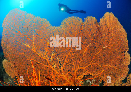Scuba Diver sulla colorata barriera corallina con ventilatore gigante, Gorgonia gorgonia Reef, Pemuteran, Bali Foto Stock