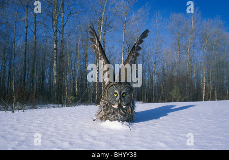 Grande Gufo grigio Strix nebulosa depredavano su piccolo mammifero in snow America del Nord Foto Stock