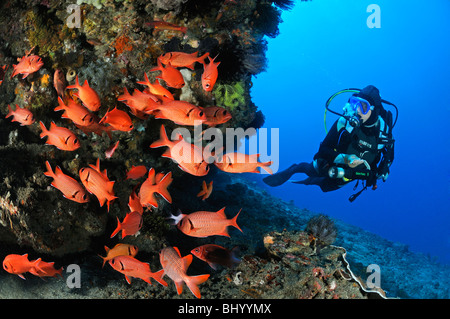 Myripristis murdjan, subacqueo con scuola di pesce soldato, Gili Tepekong, Candidasa, Bali, Indonesia, Indo-pacifico Ocean