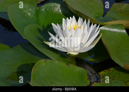 Bianco profumato giglio di acqua Nymphaea odorata e USA, da Carol Dembinsky/Dembinsky Foto Assoc Foto Stock