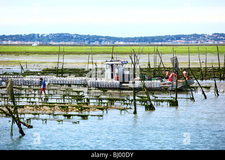 Ostriche nella baia di Arcachon (33) Foto Stock