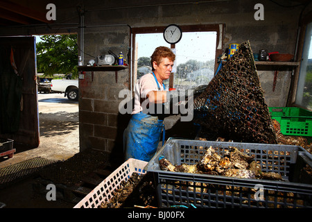 Ostricoltura; "Società Raffin' nella baia di Arcachon (33) Foto Stock