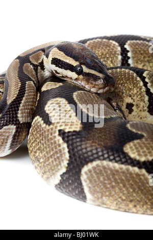 Royal Python, o sfera (Python Python regius), in studio contro uno sfondo bianco. Foto Stock