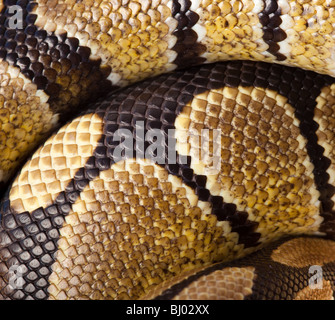 Royal Python, o sfera (Python Python regius). Scale di un serpente come sfondo. Foto Stock