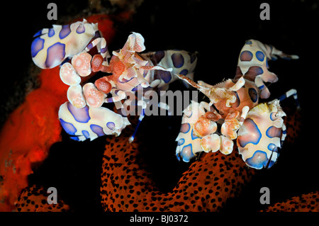 Hymenocera elegans, Fromia milleporella, 2 Arlecchino gamberetti alimentazione poroso sulla stella di mare, spiaggia di Seraya, Tulamben, Bali Foto Stock