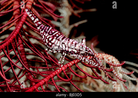 Periclimenes commensalis, viola Crionoide-Shrimp su featherstar, Tulamben, Bali, Indonesia, Indo-pacifico Ocean Foto Stock