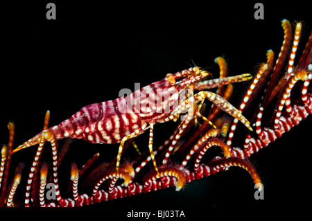 Periclimenes commensalis, viola Crionoide-Shrimp su featherstar, Tulamben, Bali, Indonesia, Indo-pacifico Ocean Foto Stock