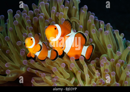 Amphiprion ocellaris, Heteractis magnifica, 2 western clown-anemonefish in anemone marittimo, Tulamben, Bali Foto Stock