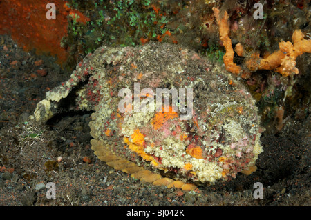 Synanceia verrucosa, Reef-Stone pesce, Tulamben, Bali, Indonesia, Indo-pacifico Ocean Foto Stock