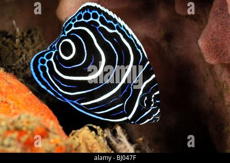 Pomacanthus imperator, Chaetodon imperator, capretti imperatore angelfish, Tulamben. Bali, Indonesia, Indo-pacifico Ocean Foto Stock