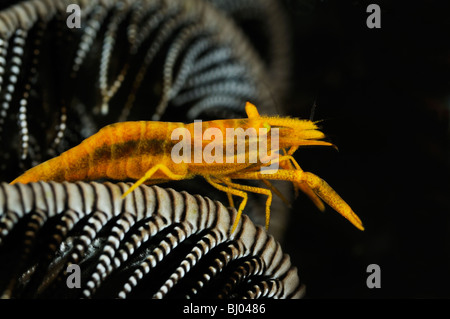 Periclimenes commensalis, viola Crionoide-Shrimp su featherstar, Tulamben. Bali, Indonesia, Indo-pacifico Ocean Foto Stock