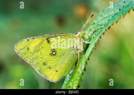 Arancione farfalla di zolfo (Colias eurytheme) coperto dai primi Rugiada di mattina Foto Stock