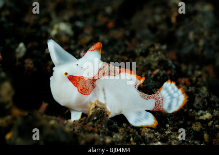 Antennarius maculatus, giovanile presenta verrucosa, rana pescatrice Rana pescatrice Clown, Tulamben, Bali, Indonesia, Indo-pacifico Ocean Foto Stock