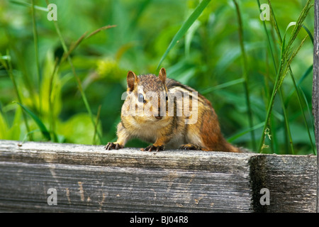 Scoiattolo striado orientale (Tamias striatus) Foto Stock