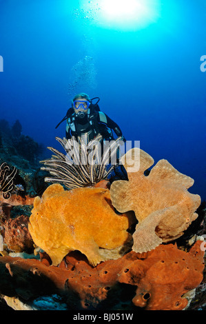 Antennarius commersonii, rana pescatrice gigante, 2 Commerson la rana pescatrice con scuba diver, Bulakan, Tulamben, Bali Foto Stock