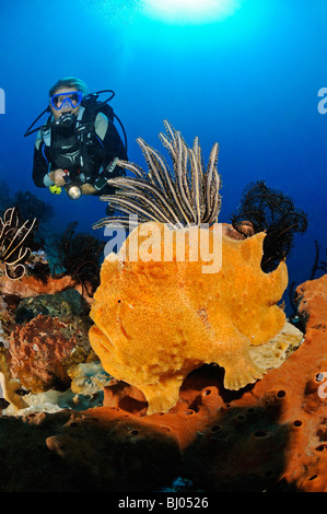 Antennarius commersonii, rana pescatrice gigante, Commerson la rana pescatrice con scuba diver, Bulakan, Tulamben, Bali Foto Stock