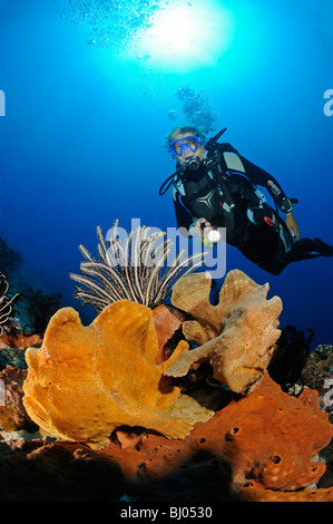 Antennarius commersonii, rana pescatrice gigante, 2 Commerson la rana pescatrice con scuba diver, Bulakan, Tulamben, Bali Foto Stock