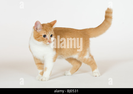 10 mesi gattino animali domestici cat golden tabby Foto Stock