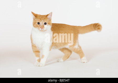 10 mesi gattino animali domestici cat golden tabby Foto Stock