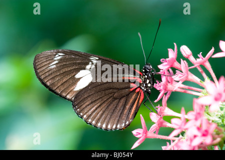 Crimson-patchato Longwing Butterfly (Heliconius erato) Foto Stock