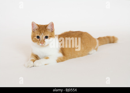 10 mesi gattino animali domestici cat golden tabby Foto Stock