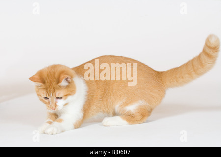 10 mesi gattino animali domestici cat golden tabby Foto Stock