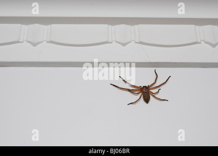 Australian huntsman spider sulla parete all'interno di casa. Innocuo! Foto Stock