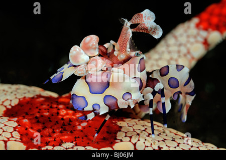 Hymenocera elegans, Fromia monilis, gambero arlecchino alimentare su Collana stella di mare, spiaggia di Seraya, Tulamben, Bali Foto Stock