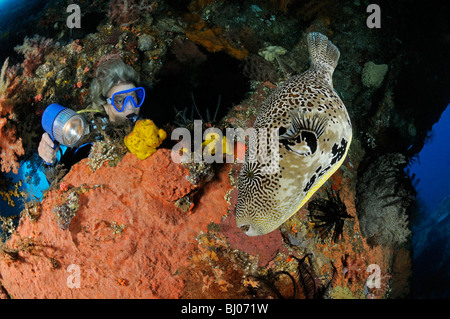 Arothron mappa, mappa puffer con scuba diver nel relitto, relitto Liberty, Tulamben, Bali, Indonesia, Indo-pacifico Ocean Foto Stock