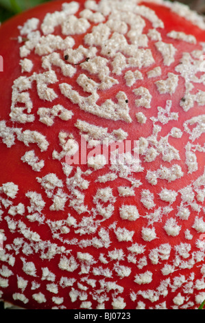 Fly Agaric: amanita muscaria. Sussex, Inghilterra. Close-up della PAC: residuo del velo Foto Stock