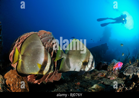 Platax pinnatus, 2 batfish ombreggiata con scuba diver, relitto Liberty, Tulamben, Bali, Indonesia, Indo-pacifico Ocean Foto Stock
