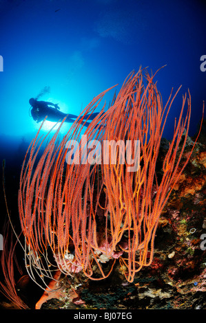 Subacqueo con frusta rosso dei coralli, Caduta, Tulamben, Bali Foto Stock