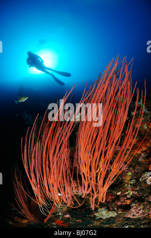 Subacqueo con frusta rosso dei coralli, Caduta, Tulamben, Bali Foto Stock