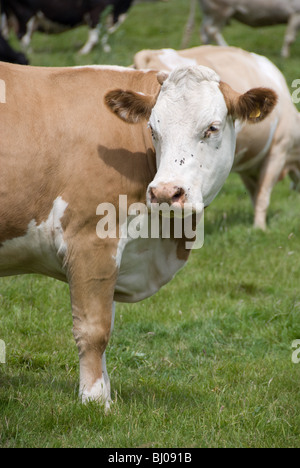Marrone e bianco mucca in un campo Foto Stock