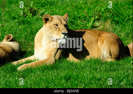 Femmina di leone africano e Blair Drummond Safari Park vicino a Stirling, Scozia Foto Stock