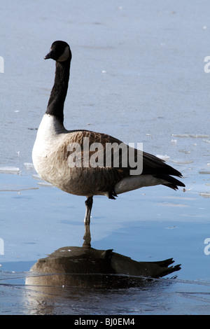 Canada Goose Branta canadensis famiglia anatidi equilibratura su ghiaccio foglio Ogden serbatoio Foto Stock