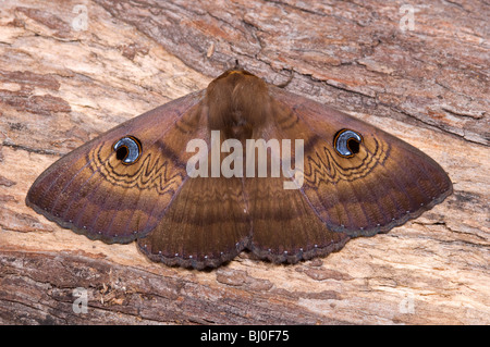 Australian casa marrone moth Foto Stock