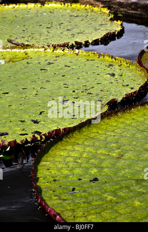 La Victoria Regia ninfee di uno dei più grandi del mondo di piante acquatiche, come si è visto nell'Amazzonia peruviana vicino a Iquitos. Foto Stock