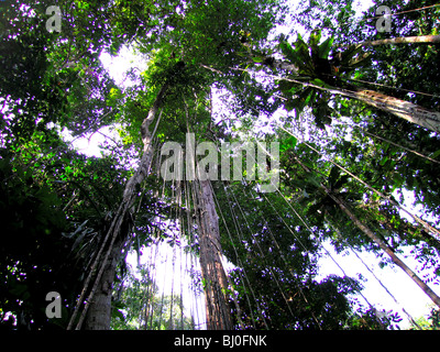 La foresta pluviale amazzonica del Perù è altamente biodiversi e le sue rare di animali, piante e culture indigene sono minacciate. Foto Stock