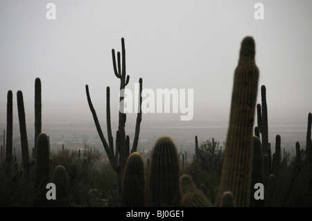 Cactus Saguaro (Carnegiea gigantea) nel Parco nazionale del Saguaro sono bagnate dalla pioggia al tramonto in Tucson, Arizona, Stati Uniti d'America. Foto Stock