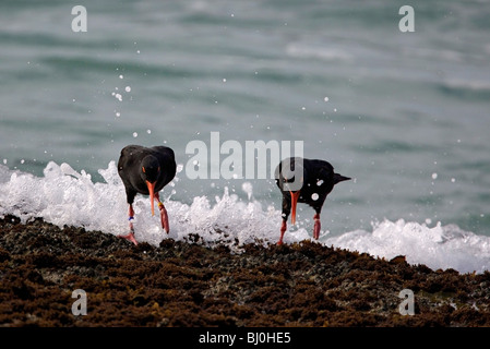 Coppia di nero africano Oyster Catturatori (Haematopus moquini), De Hoop Riserva Naturale, Sud Africa Foto Stock