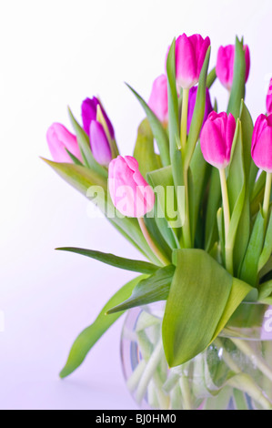 I tulipani Foto Stock