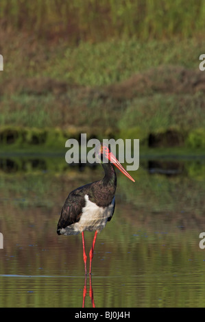 Cicogna Nera Ciconia nigra Foto Stock