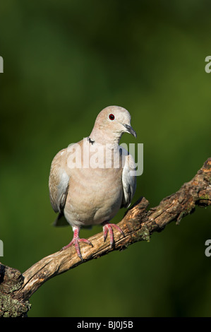 Colomba a collare Streptopelia decaocto Foto Stock